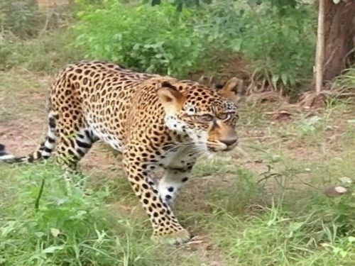 當野性闖入文明:齋浦爾豹蹤記的深層啟示